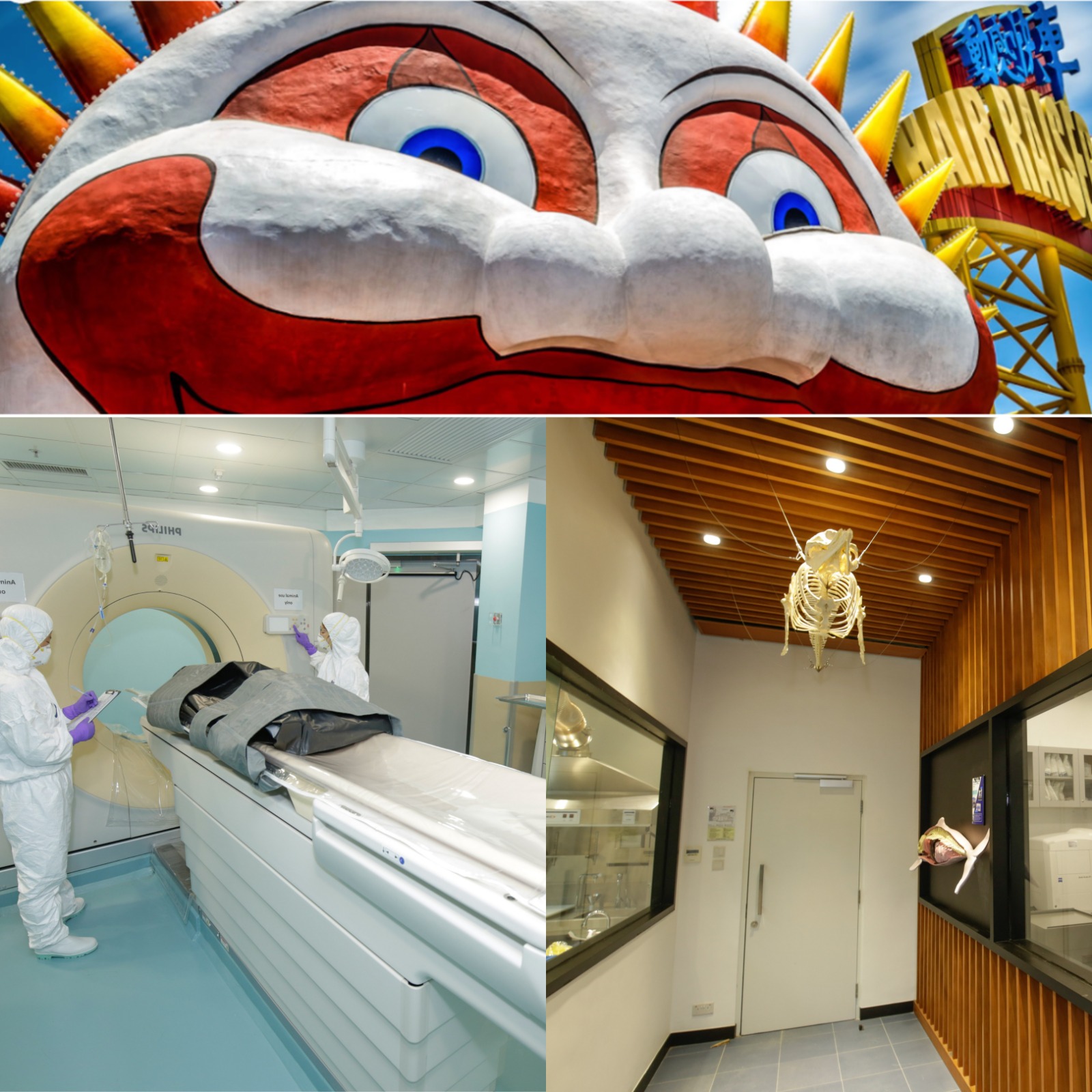 [已完滿結束 Completed]  參觀海洋公園海洋生物救護及教育中心及機動遊戲探索工作坊   Visit Ocean Park Marine Life Stranding and Education Centre plus a Rides Discovery Workshop 